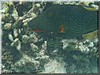 fische_103.jpg