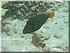 fische_118.jpg