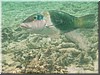 fische_120.jpg
