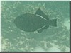 fische_134.jpg