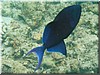 fische_155.jpg