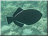 fische_166.jpg