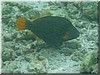 fische_181.jpg