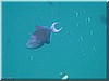fische_197.jpg