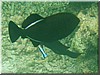 fische_208.jpg
