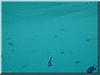 fische_222.jpg