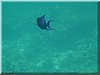 fische_223.jpg