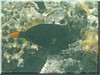 fische_274.jpg