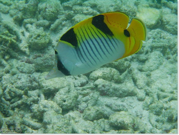 fische_076.jpg