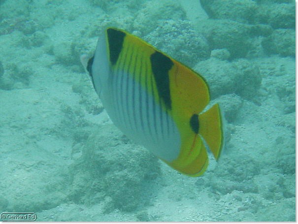 fische_077.jpg