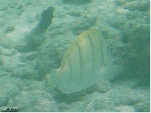fische_086.jpg