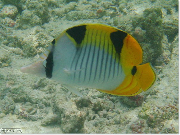 fische_093.jpg