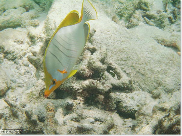 fische_108.jpg