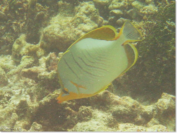 fische_121.jpg