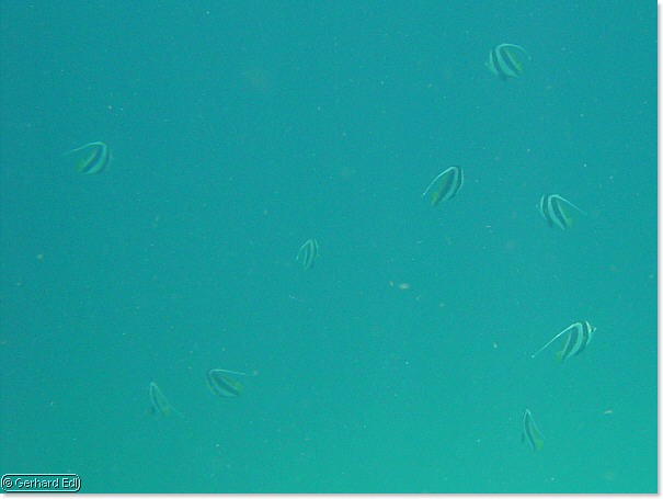 fische_213.jpg