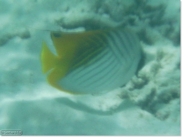 fische_273.jpg