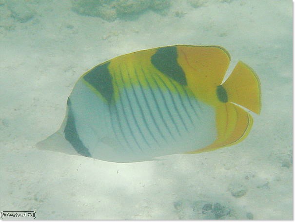 fische_286.jpg