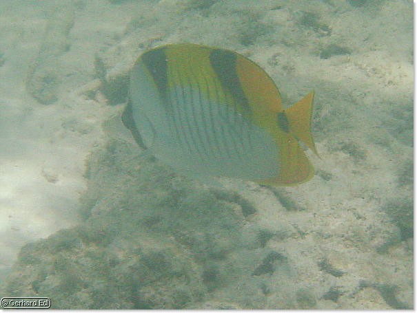 fische_287.jpg