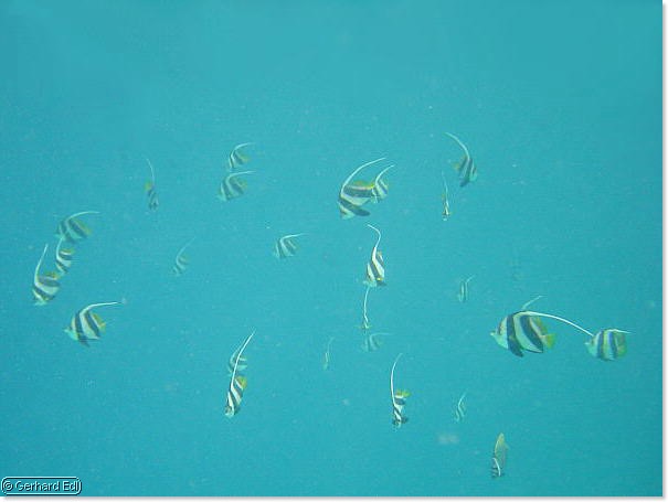 fische_293.jpg