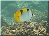 fische_092.jpg