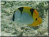 fische_093.jpg