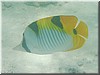 fische_286.jpg