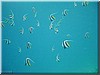 fische_290.jpg