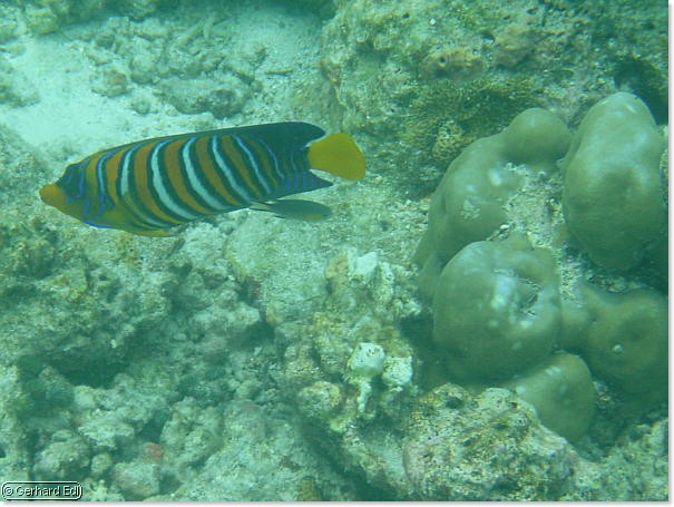fische_160.jpg