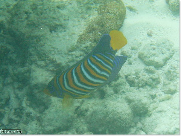 fische_296.jpg