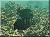 fische_014.jpg