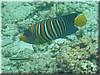 fische_161.jpg