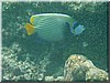 fische_236.jpg
