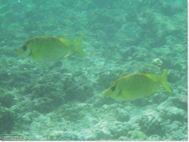 fische_038.jpg