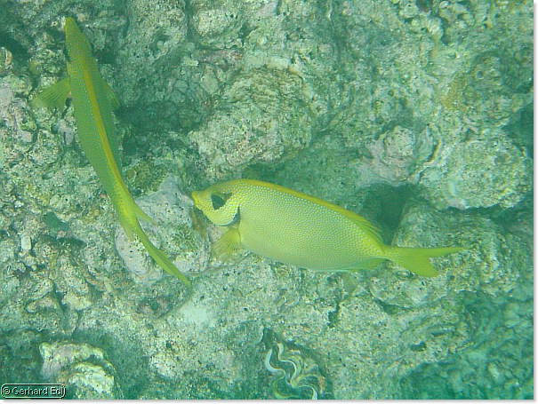 fische_200.jpg
