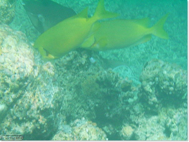 fische_265.jpg
