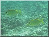 fische_038.jpg