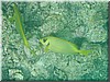 fische_200.jpg