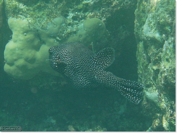 fische_259.jpg
