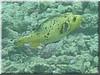 fische_070.jpg