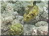 fische_117.jpg
