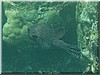 fische_259.jpg