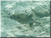 fische_266.jpg