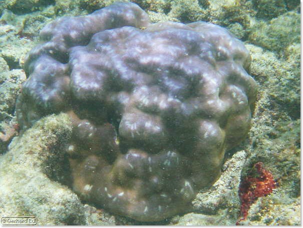fische_008.jpg