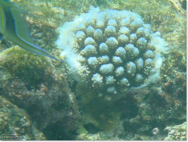 fische_009.jpg