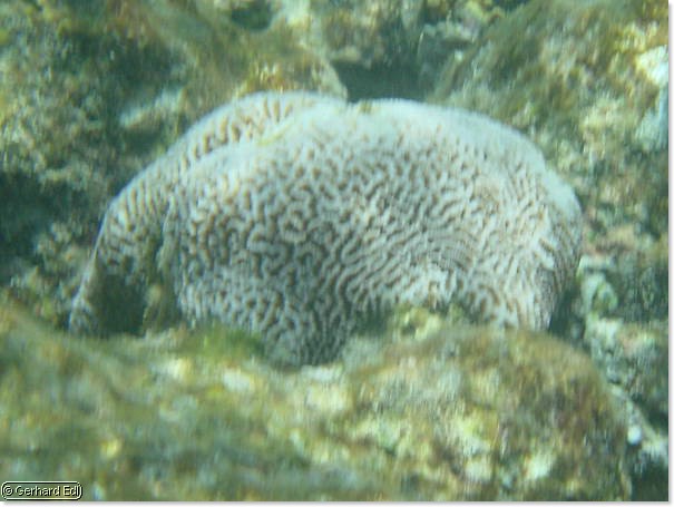 fische_015.jpg