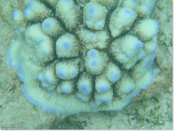 fische_096.jpg