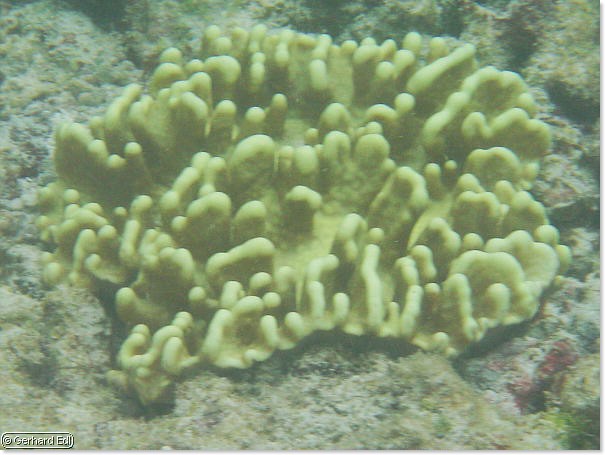 fische_111.jpg
