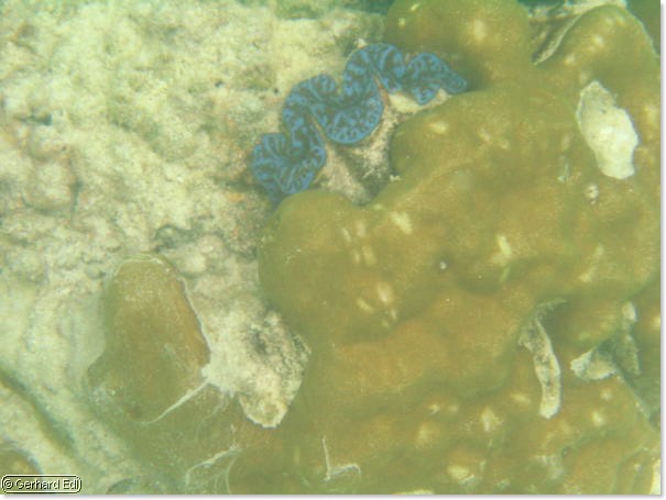 fische_147.jpg