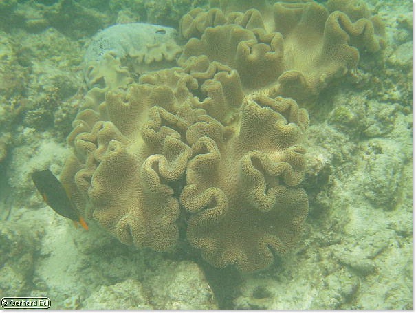 fische_149.jpg