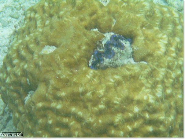 fische_187.jpg